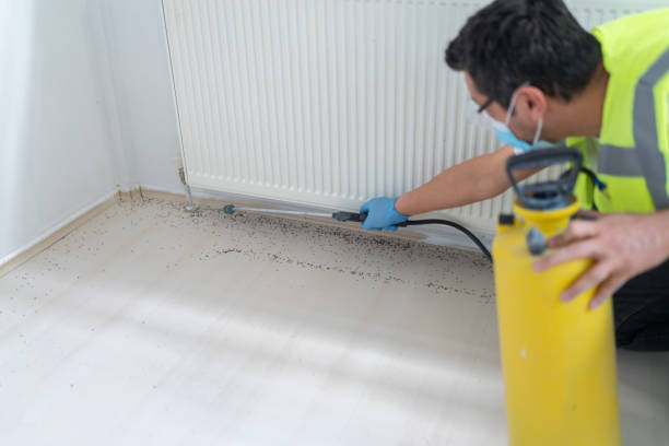Best Ant Control Services  in Collinsville, MS